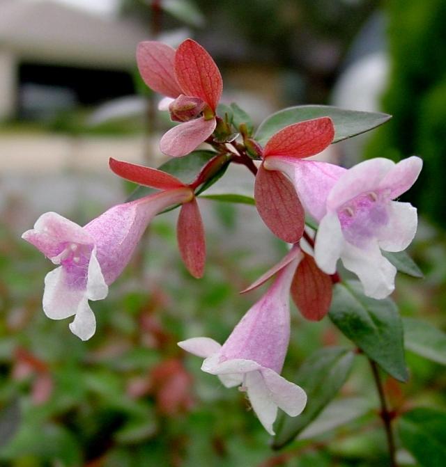 Abelia x grandiflora