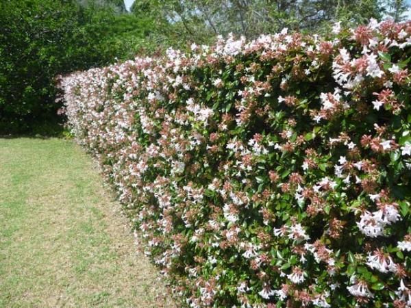 Abelia x grandiflora1