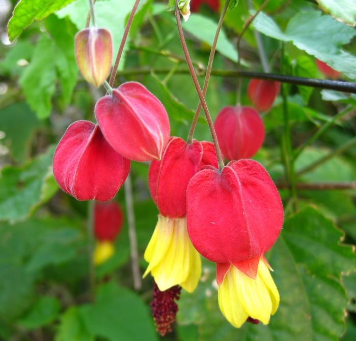 Abutilon Megapotamicum.