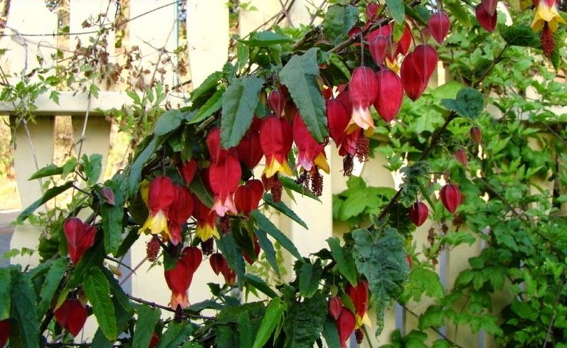 Abutilon megapotamicum.