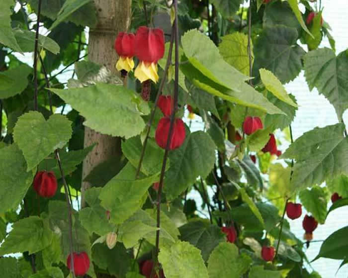 Abutilon megapotamicum