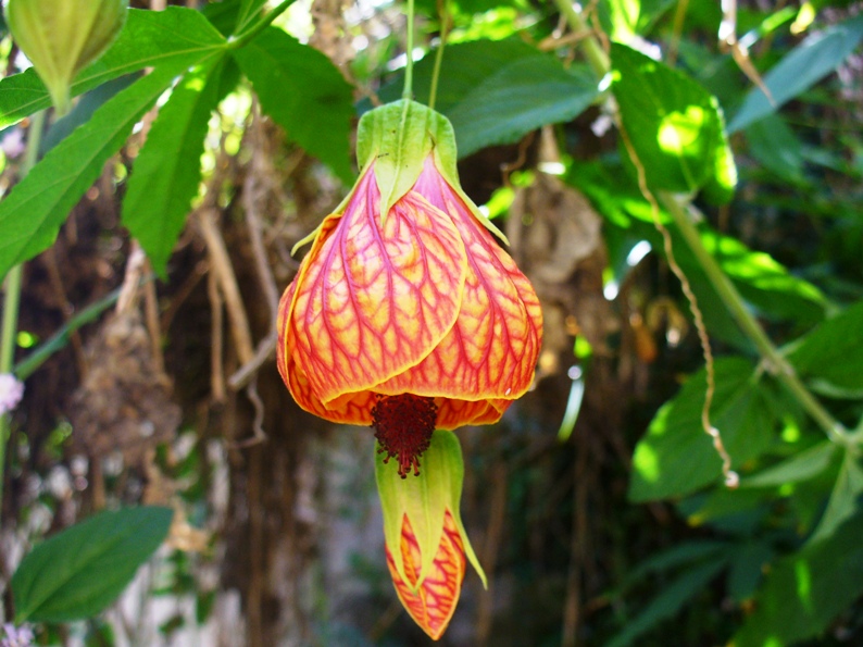 Abutilon striatum