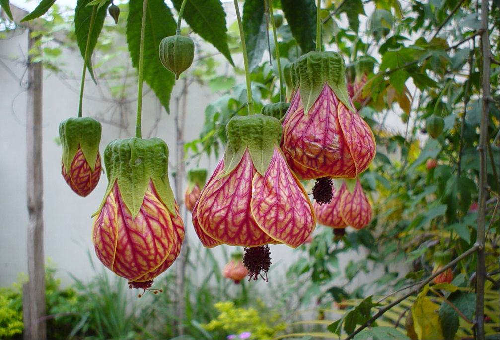 Abutilon striatum