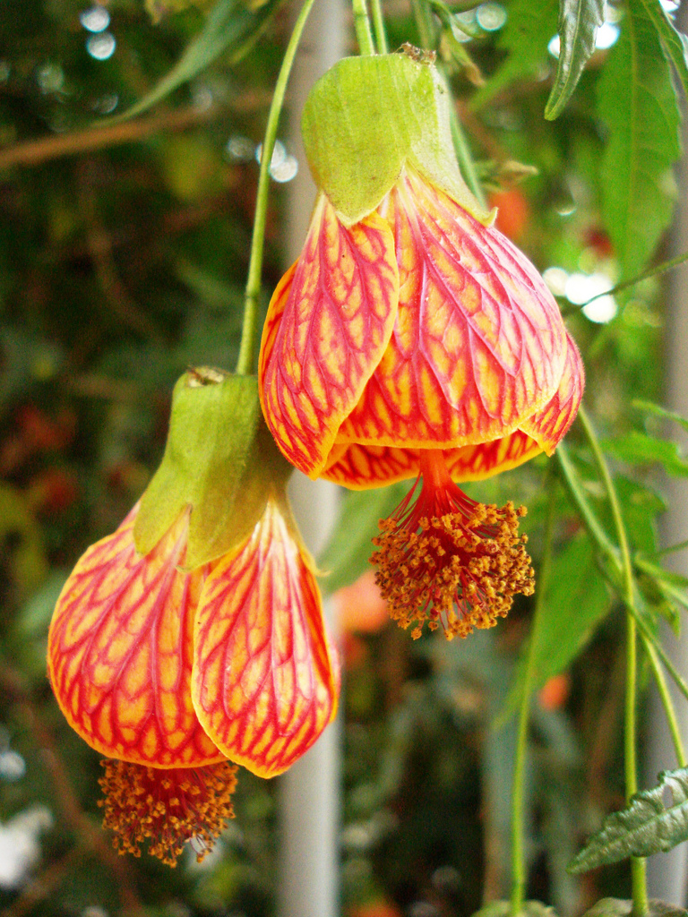 Abutilon striatum1