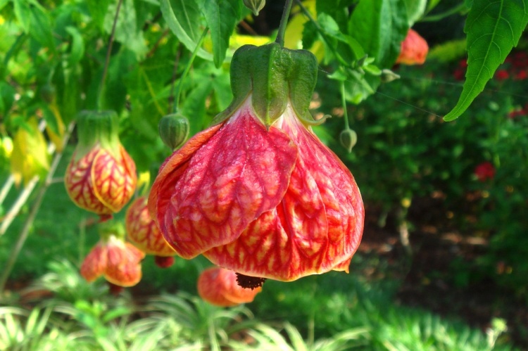 Abutilon striatum