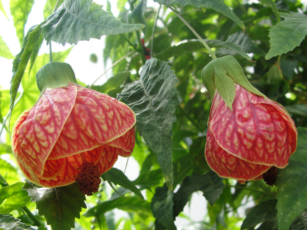 Abutilon striatum