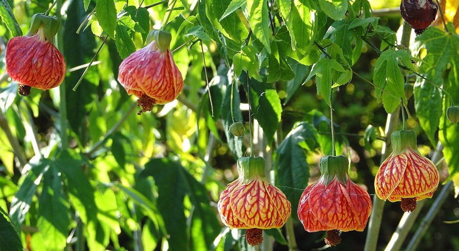 Abutilon_3