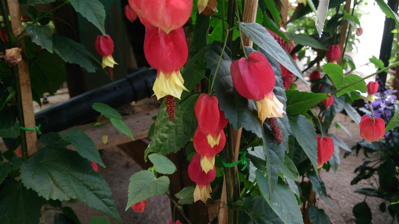 Abutilon_megapotamicum