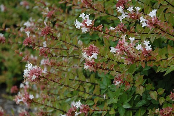 Abélia ‘Rose Creek’