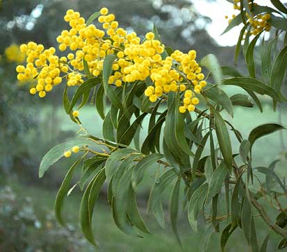 Acacia pycnantha