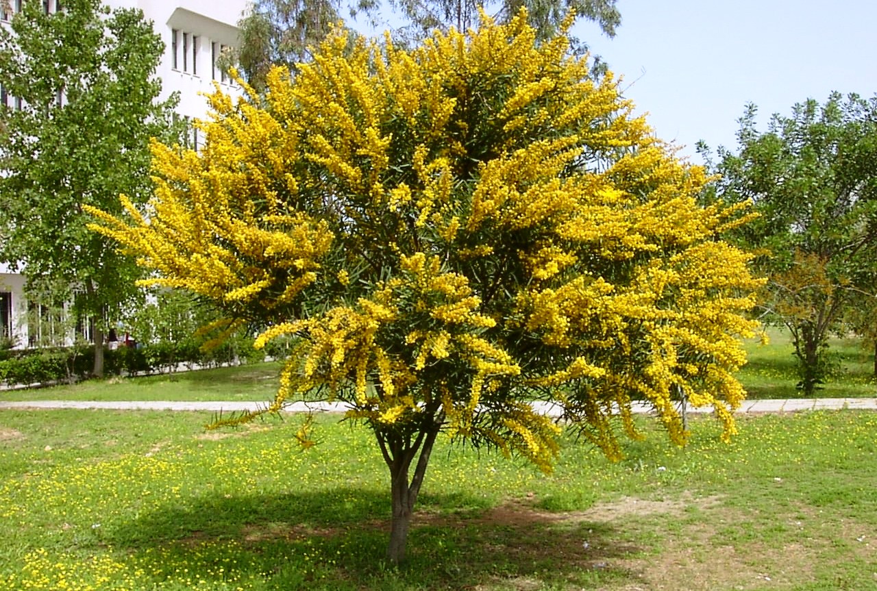 Acacia_cyanophylla
