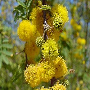 Acacia_farnesiana