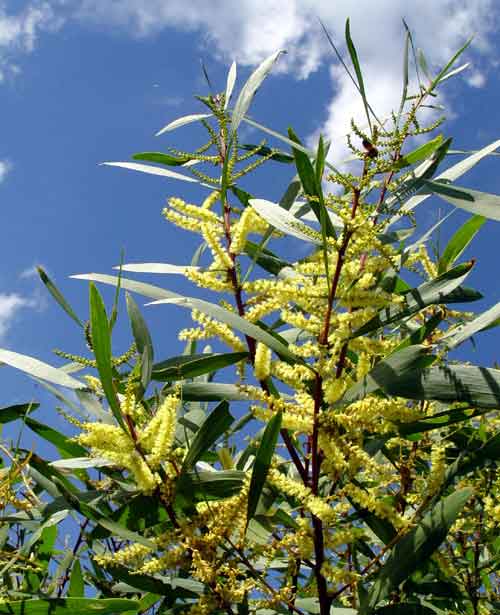 Acacia_longifolia