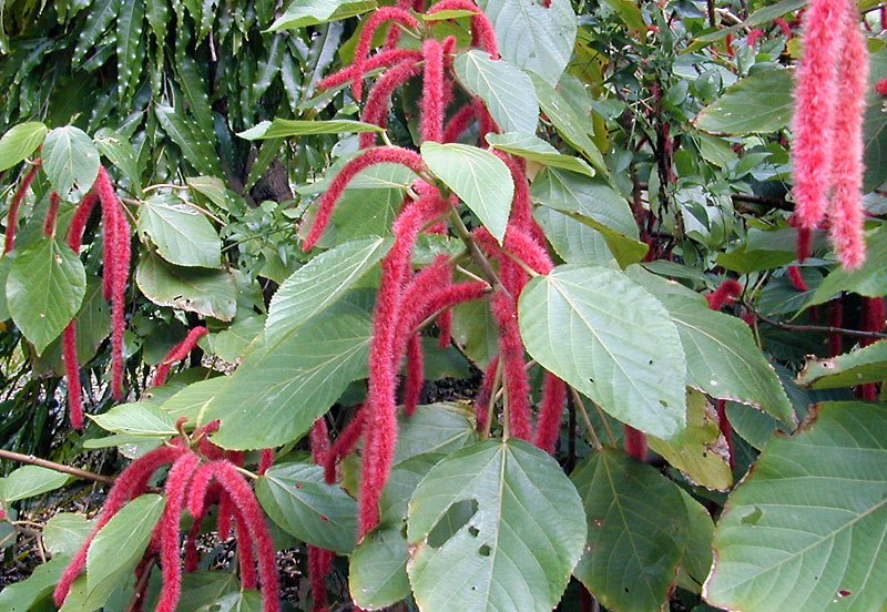 Acalypha Hispida