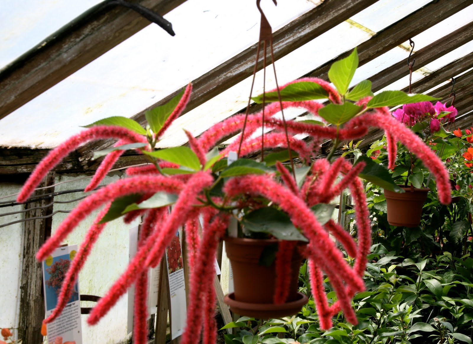 Acalypha Hispida2