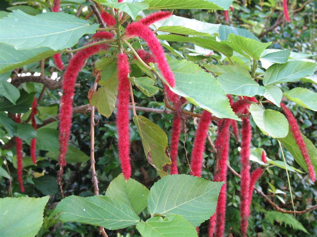 Acalypha Hispida4 