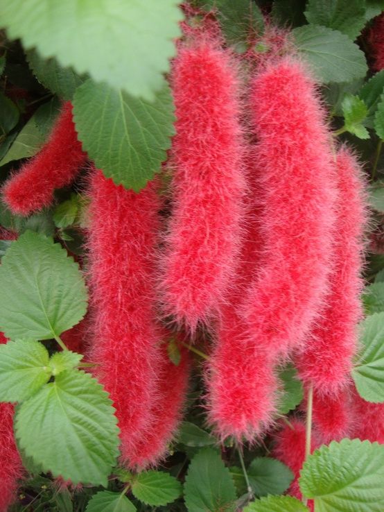 Acalypha Hispida5