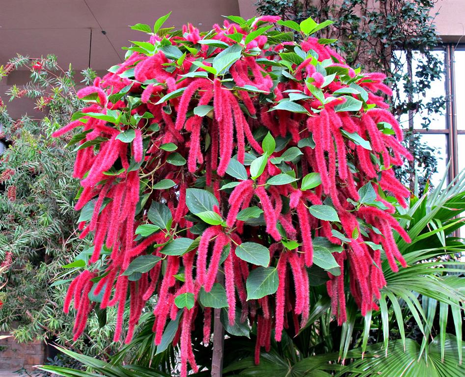 Acalypha Hispida