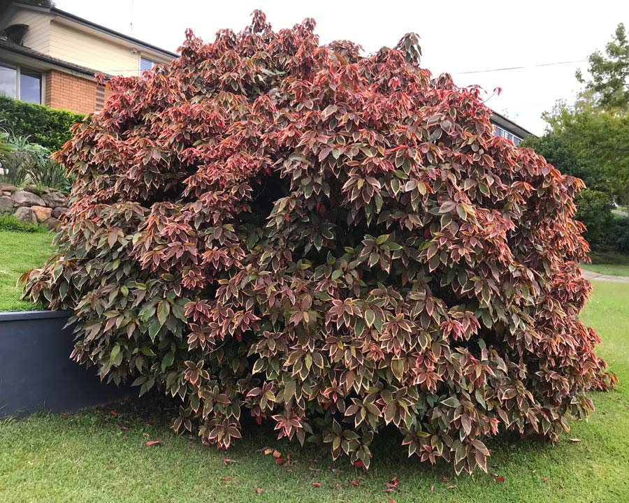 Acalypha-Wilkesiana