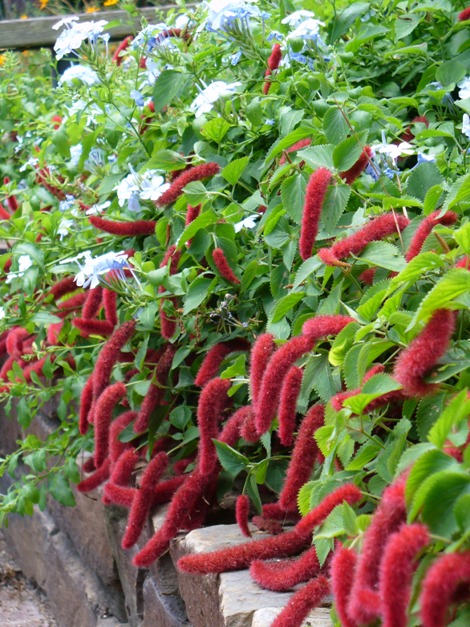 Acalypha reptans