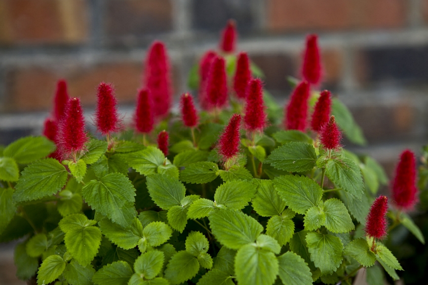 Acalypha reptans1