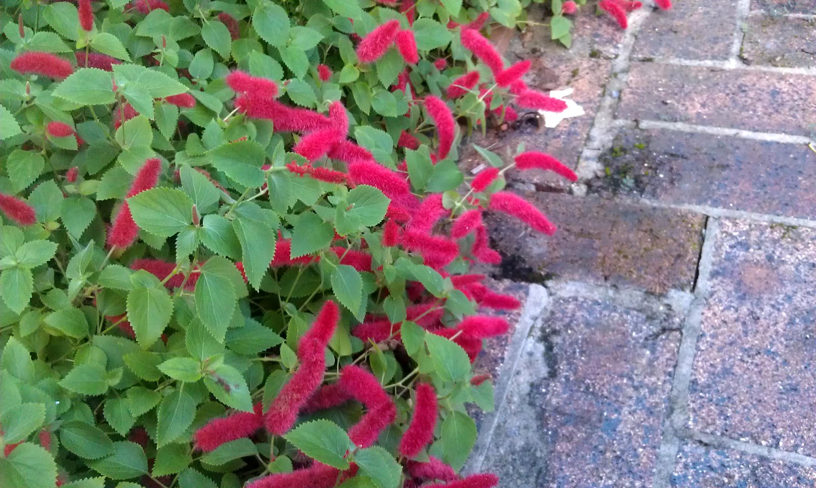 Acalypha reptans