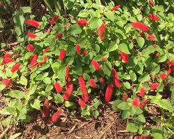 Acalypha reptans