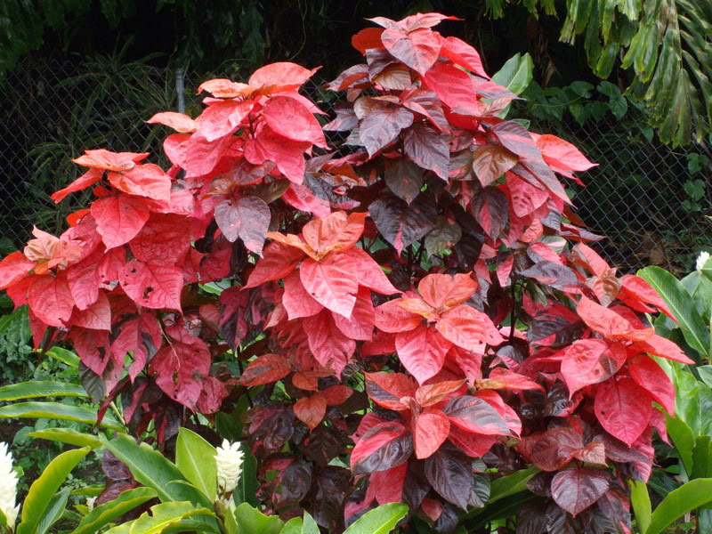 Acalypha wilkesiana