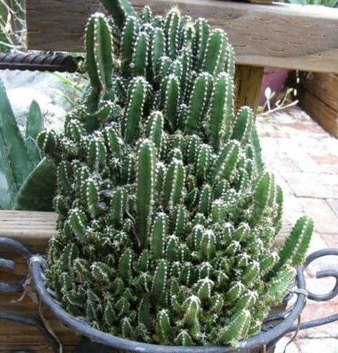 Acanthocereus-tetragonus