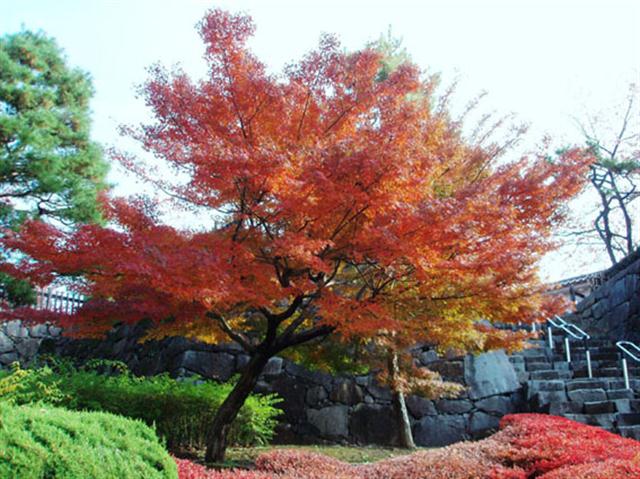 Acer Palmatum