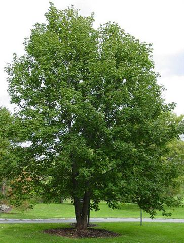 Acer_Pseudoplatanus