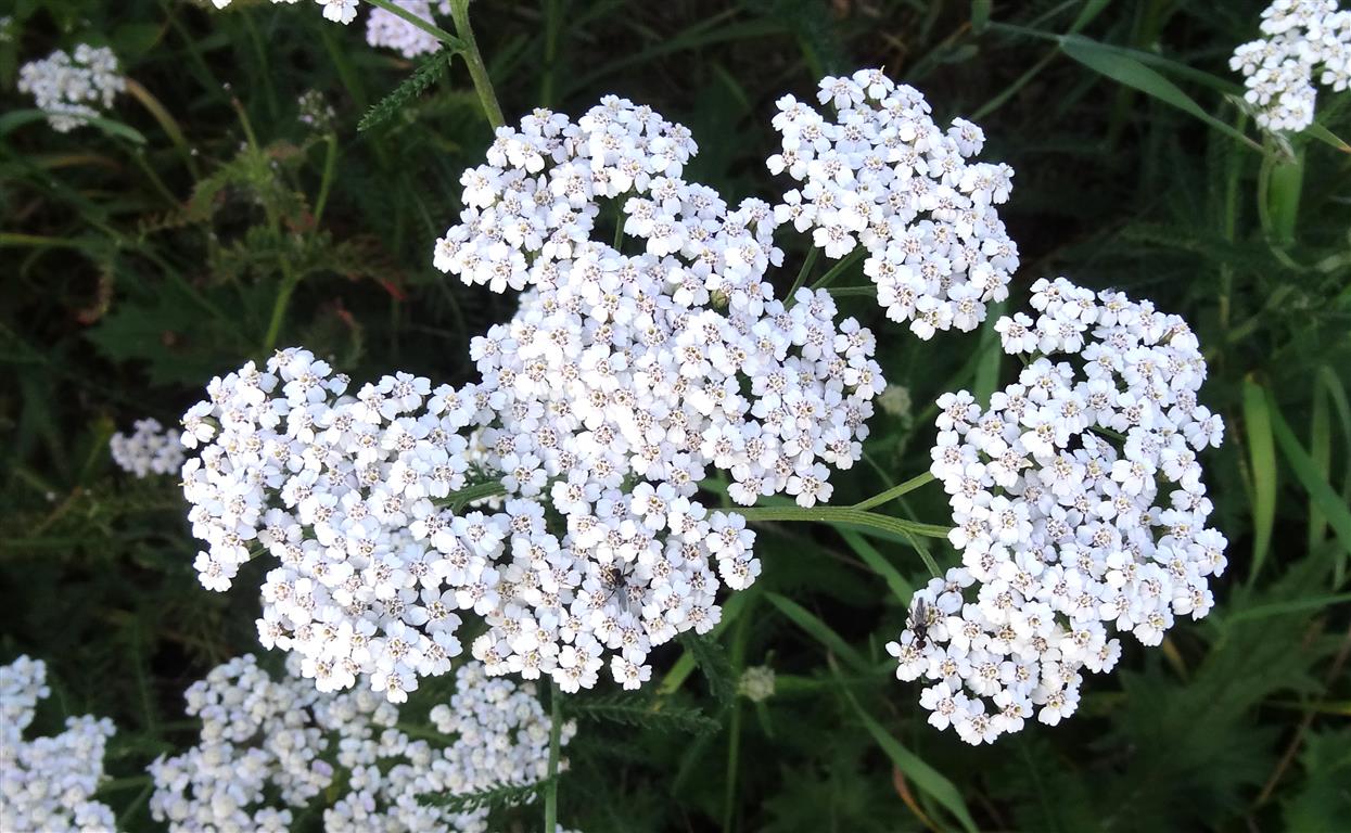 Achillea_millefolium_L. 