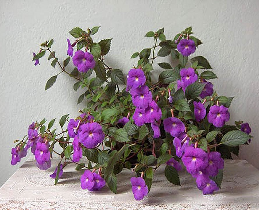 Achimenes-grandiflora-4