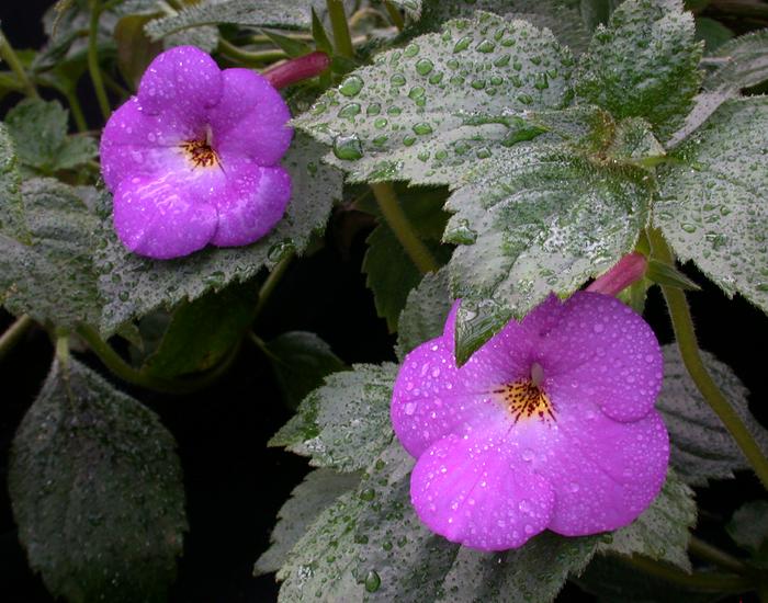 Achimenes longiflora39