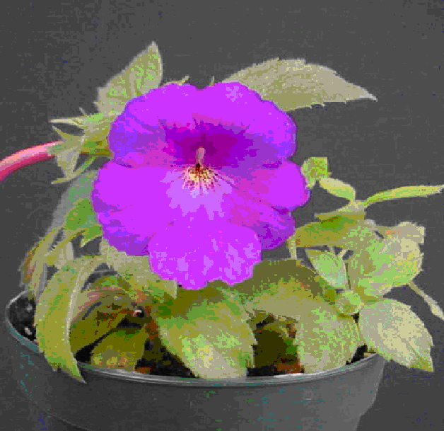 Achimenes skinneri