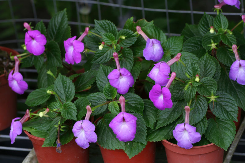 Achimenes_grandiflora_R3