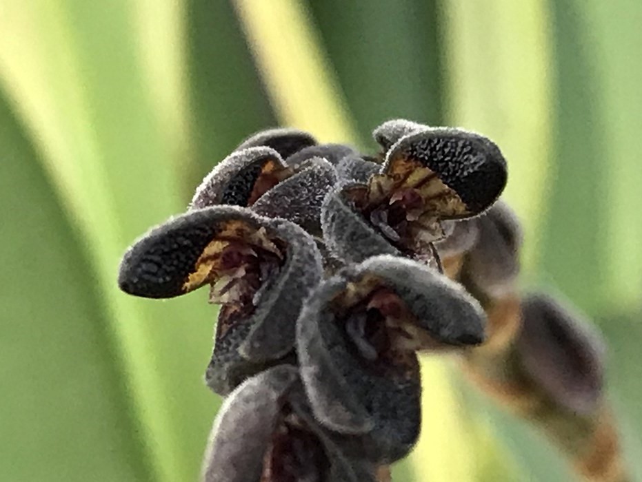 Acianthera Saurocephala