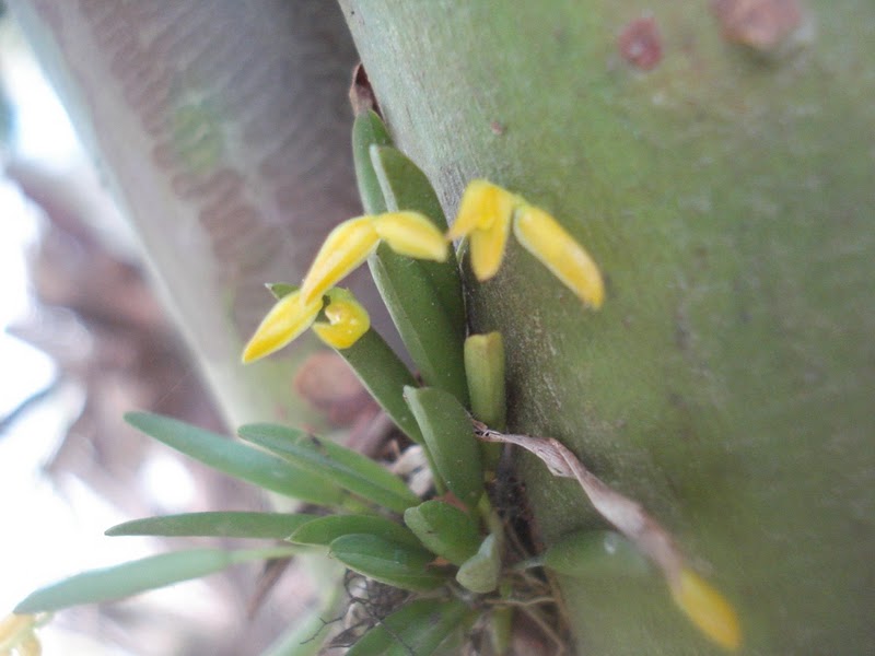 Acianthera sp