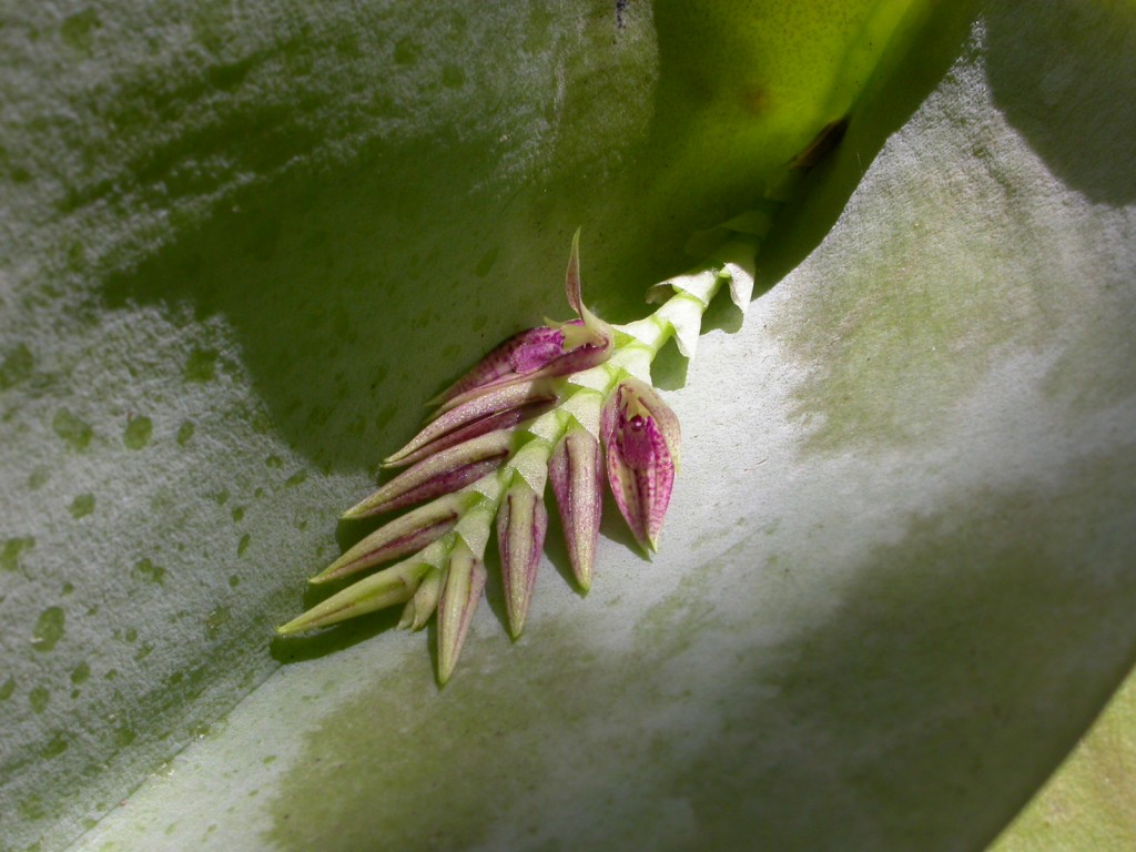 Acianthera_pectinata