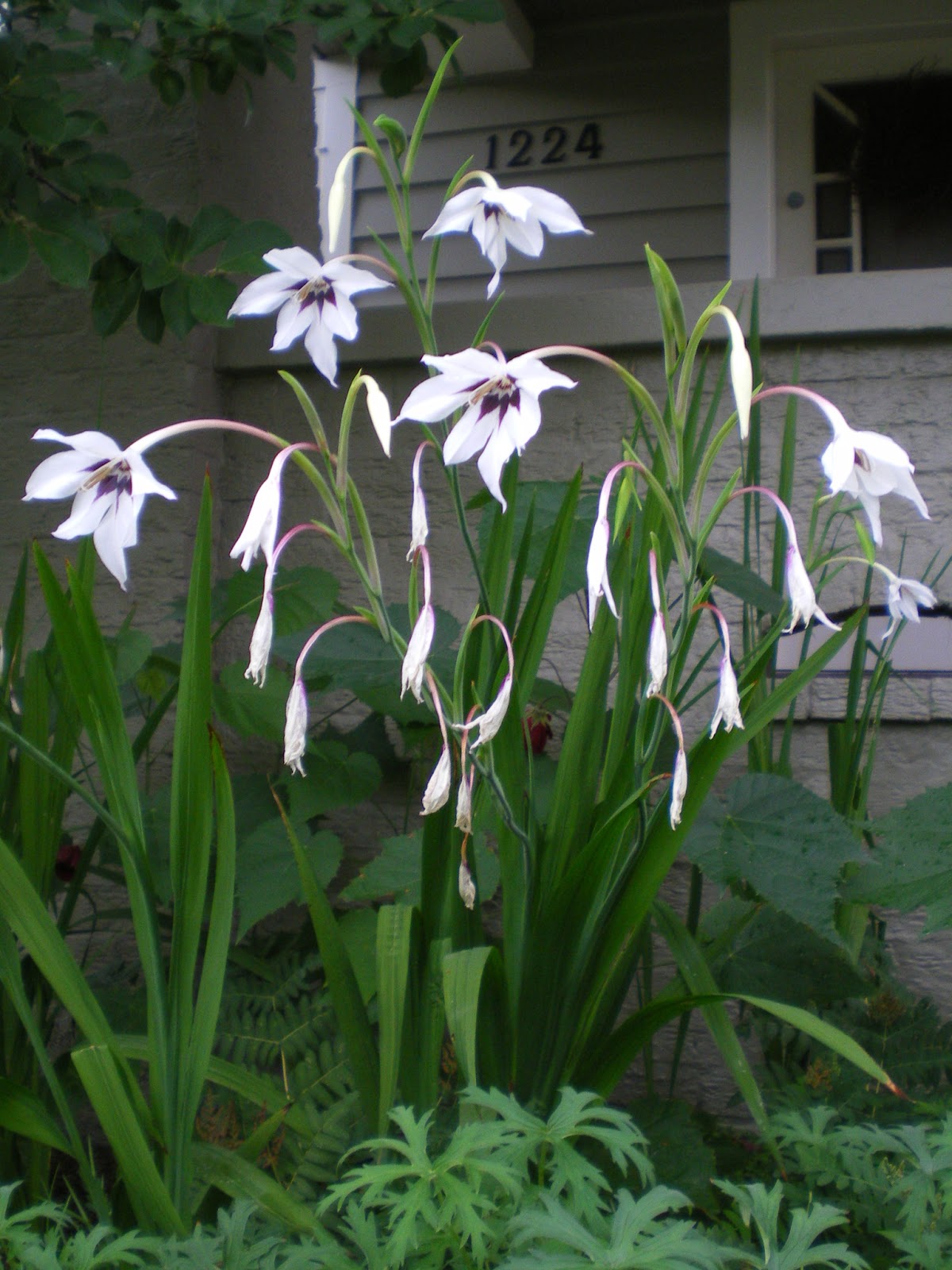 Acidantera (Gladiolus Murielae)11