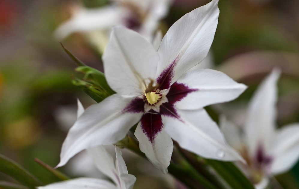 Acidanthera (Gladiolus murielae)