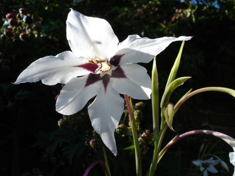 Acidanthera_murielae