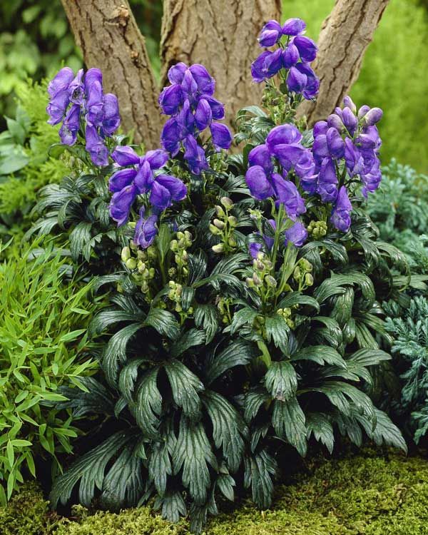 Aconitum (Wolfsbane)