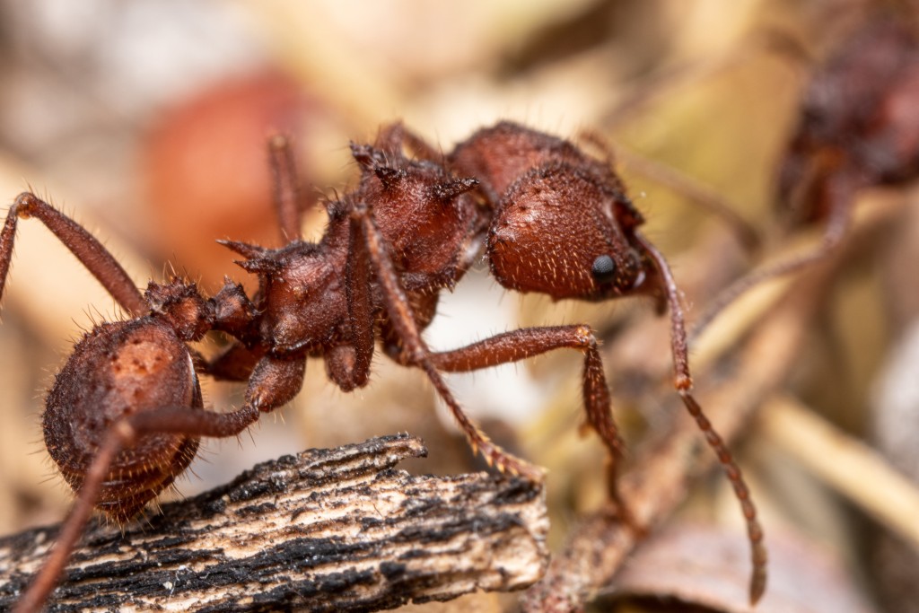 Acromyrmex spp