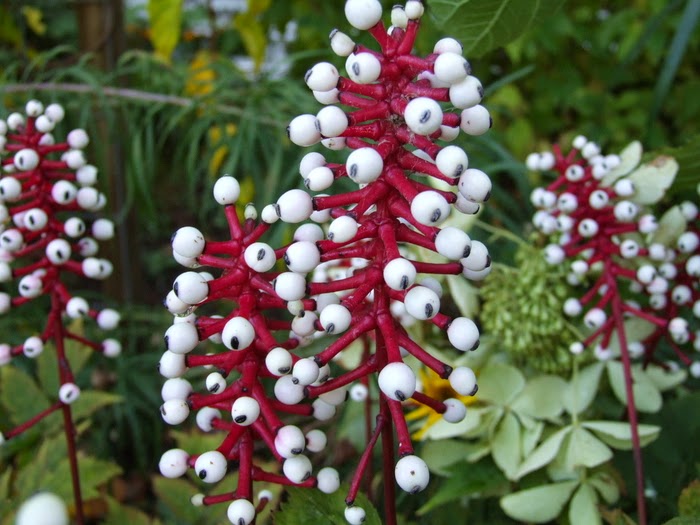 Olho-de-boneca (Actaea pachypoda)