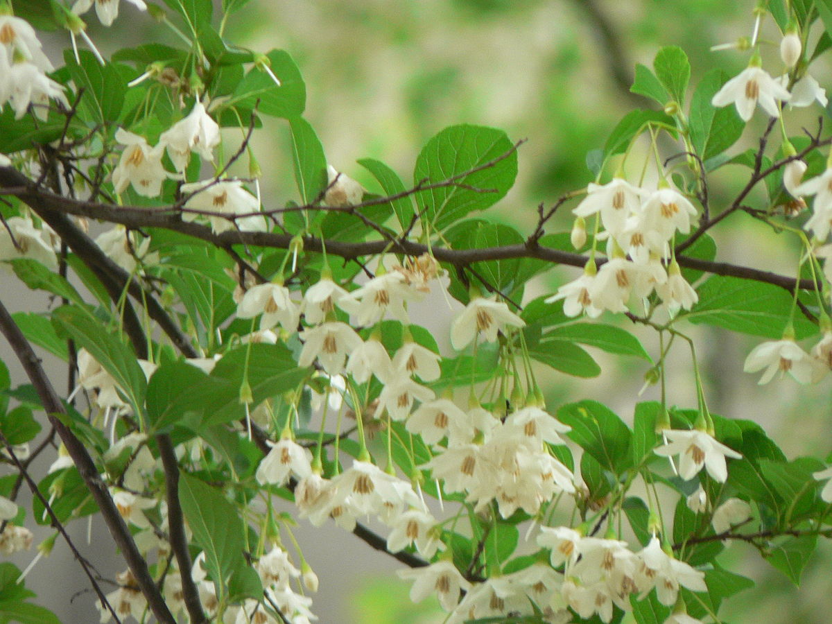 Acáacia branca - Moringa oleífera