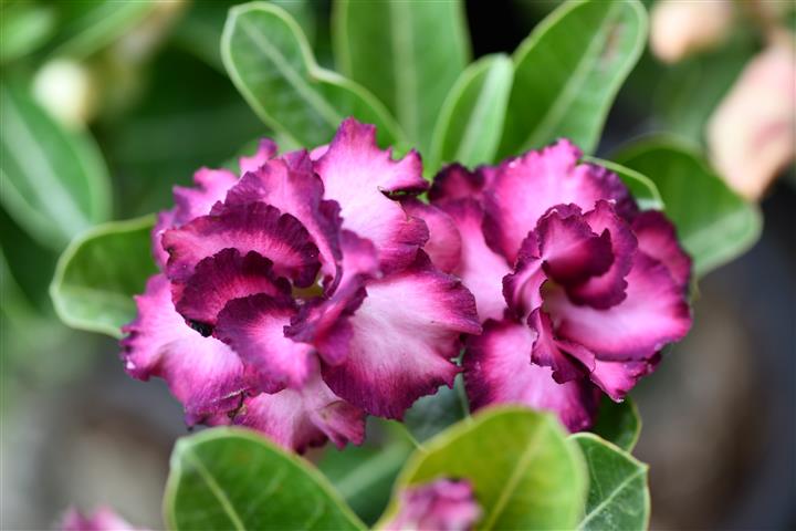 Adenium 6_