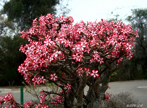 Adenium Multiflorum