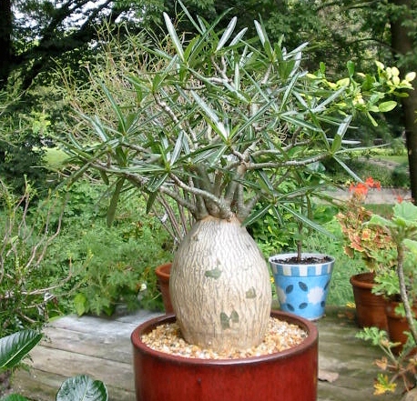 Adenium Somalense