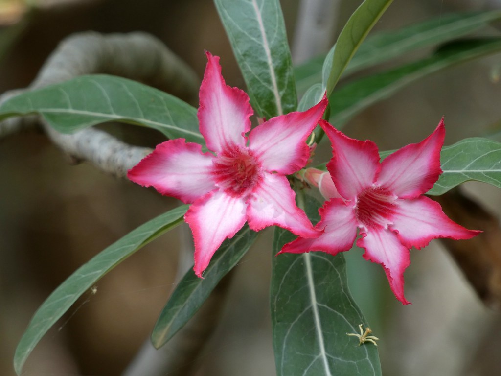 Adenium multiflorum